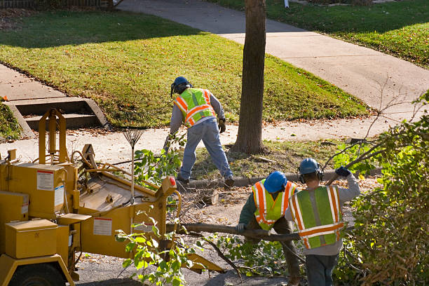 Best Emergency Tree Removal  in Arlington, WA